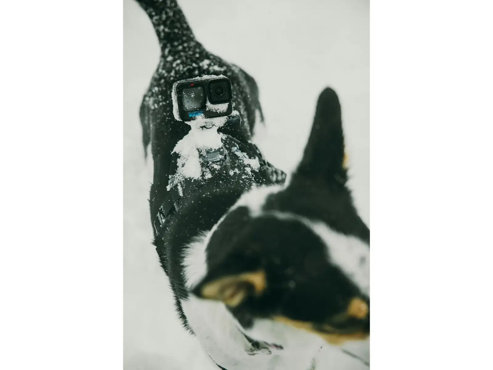 GoPro Szelki dla psa