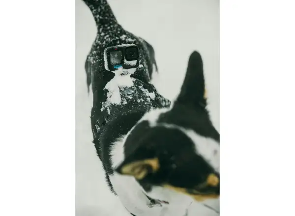 GoPro Szelki dla psa
