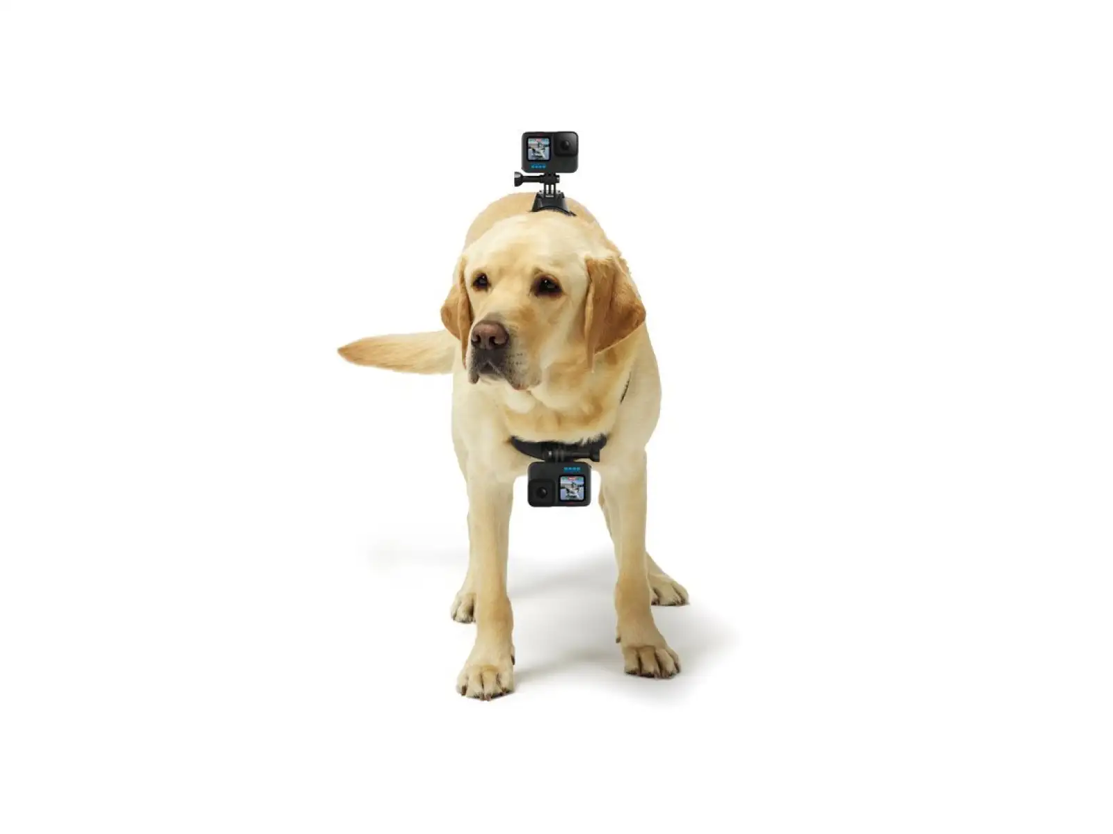 GoPro Szelki dla psa