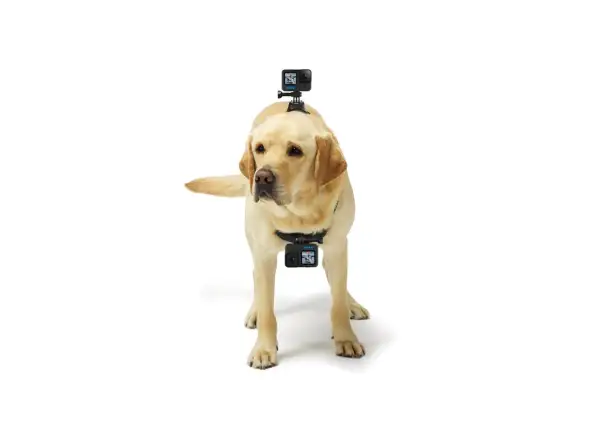 GoPro Szelki dla psa