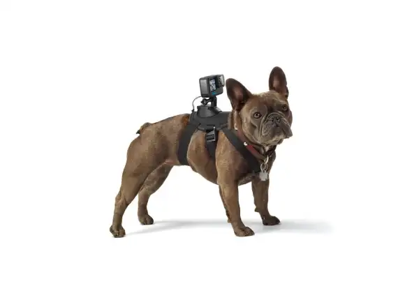 GoPro Szelki dla psa