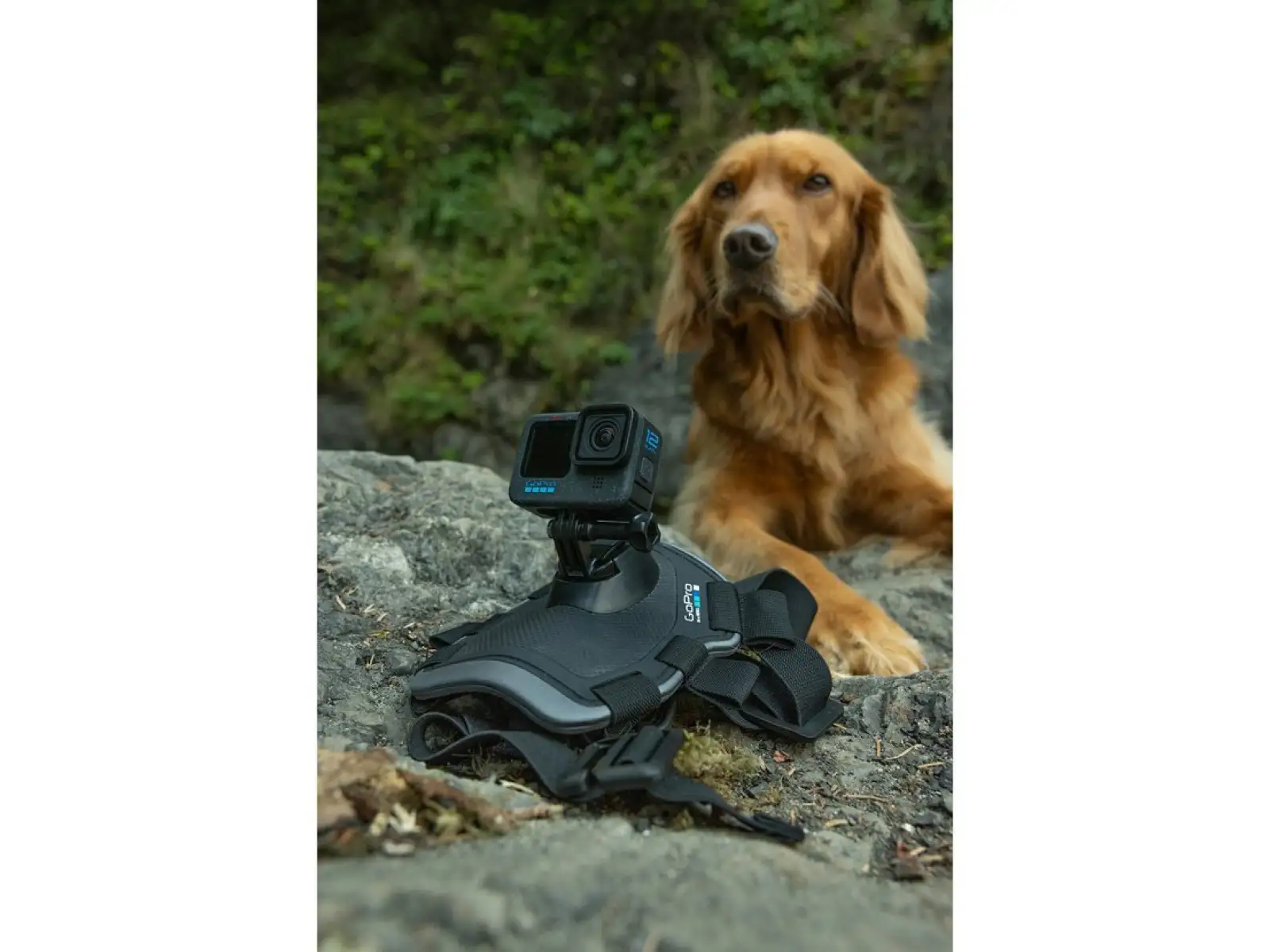 GoPro Szelki dla psa